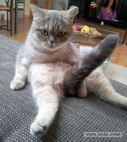 Коты ученых