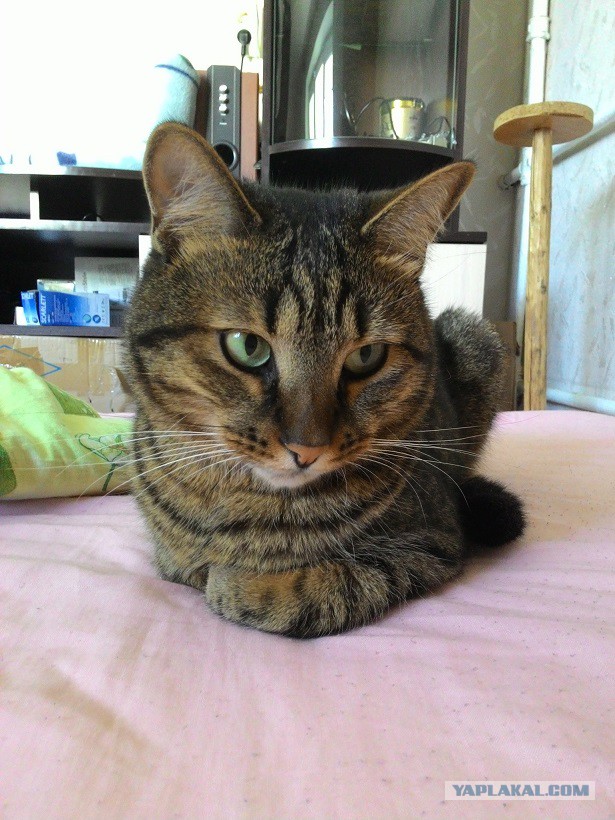 Котовторник 30.09.2014