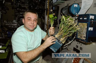 Всем зеленки!