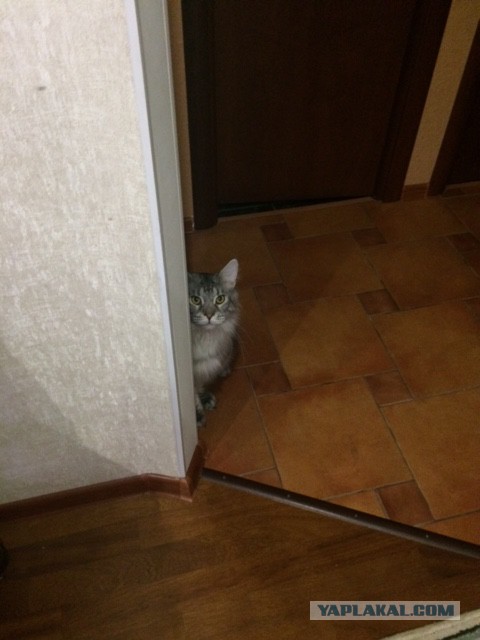 Котовторник 27.01.2015