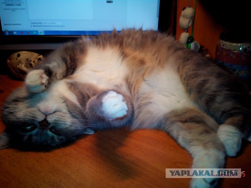 Перепись котопузов открыта=)
