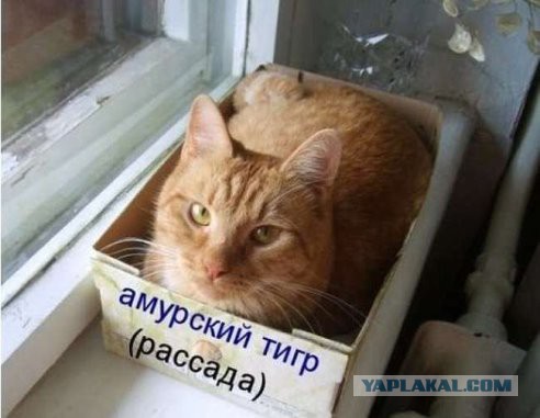 Котовторнику посвящается.