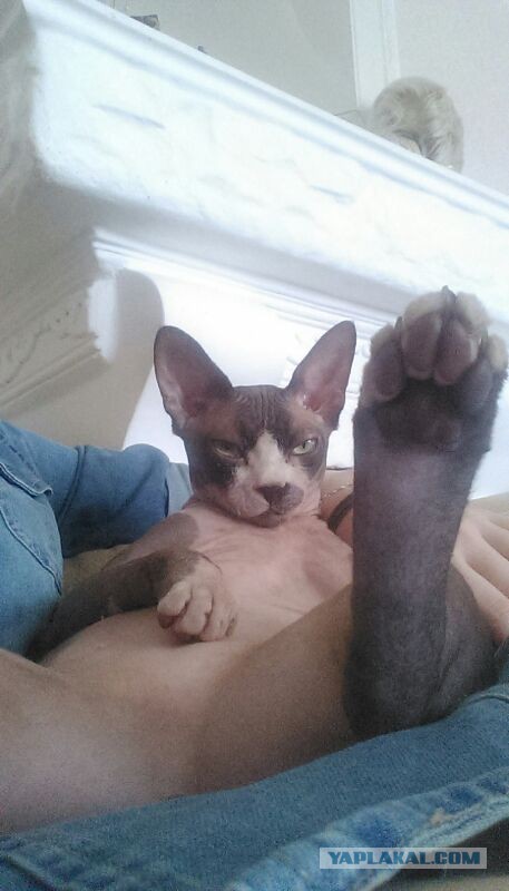 Кот. Просто кот