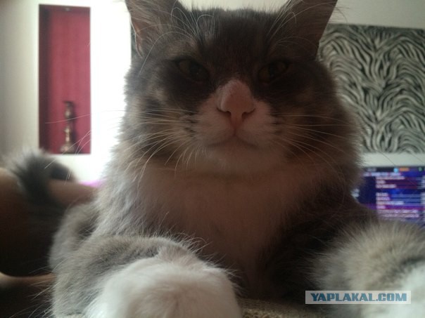 Котовторник 14.07.2015