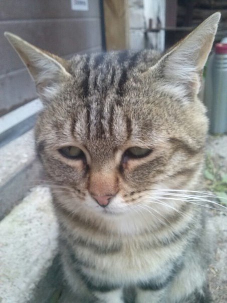 Котовторник 15.12.2015