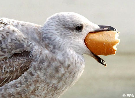 Генпрокурору посвятили «Чайку»