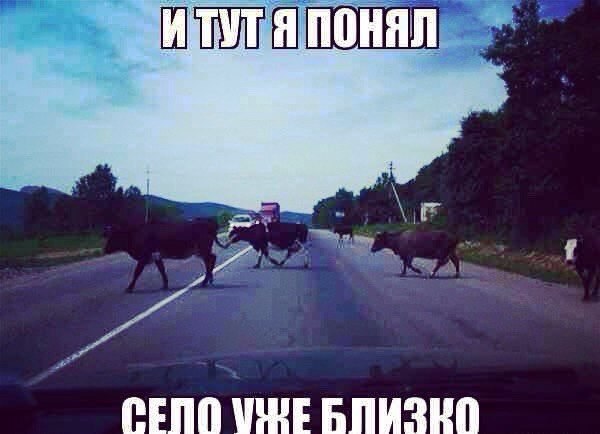 Веселые картинки