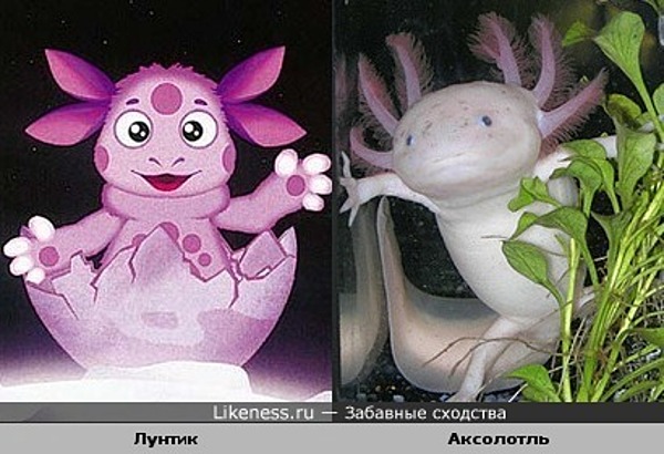 Ху из мистер Крош? скандальное разоблачение