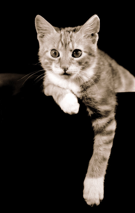 Коты, кошки, котята