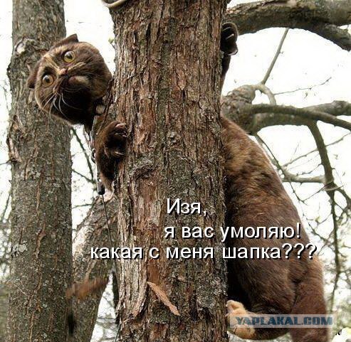 Кото-вторник 24 Мая 2016го :)