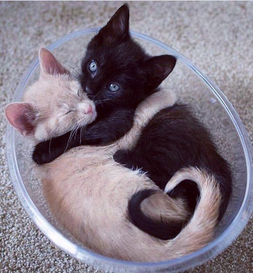 Коты из сети