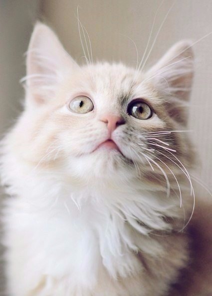Коты и Кошки