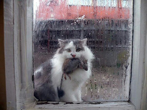 Коты и Кошки