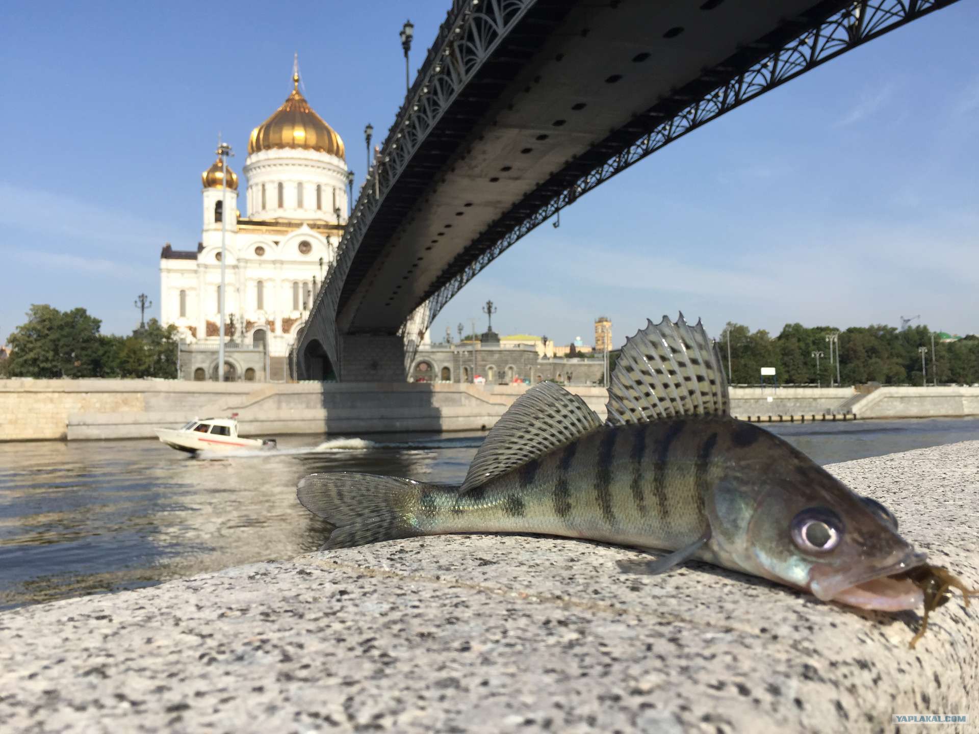 Кто живет в реке обь