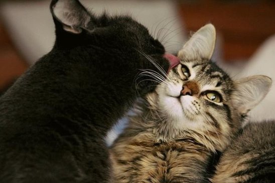 Коты и Кошки