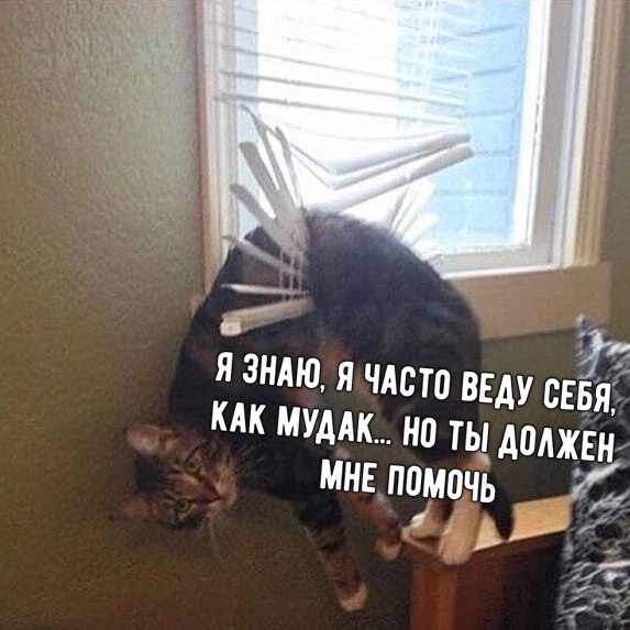 Прикольных котов пост