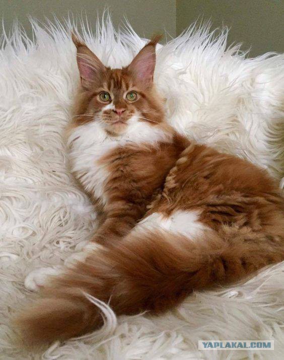 Котовторник  13.02.2018