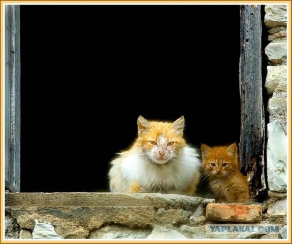 Котовторник на ЯПлакалъ (15.07.2008)