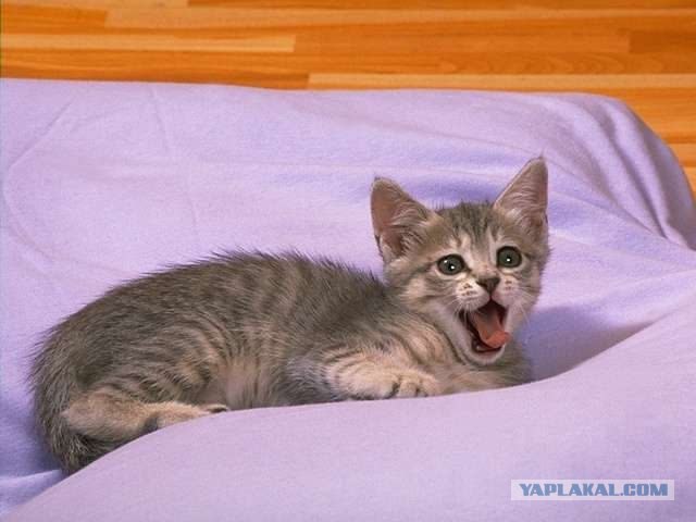 Котовторник (16.09.08)