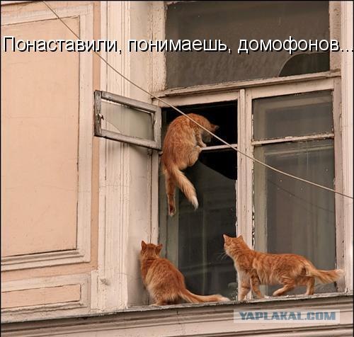 Котовторнику Да (09.12.08)