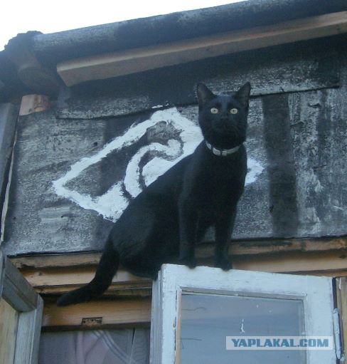 Самая смелая и кусачая кошка
