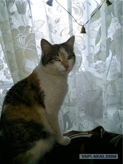 Первый котовторник июля
