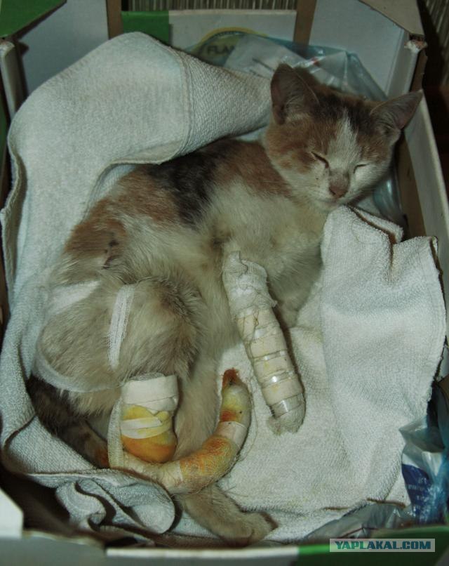 Коты до и после