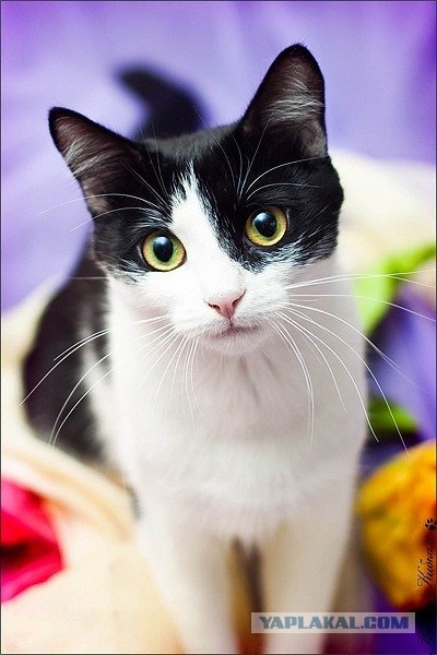 Котовторник (начало в супермаркете!)