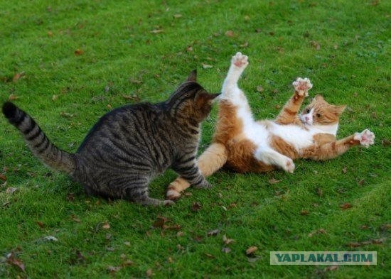 Котовторник!