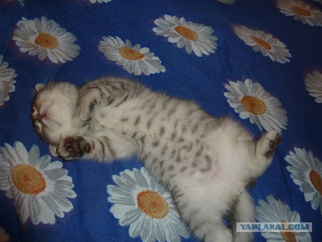 Котовторник 24.04.2012