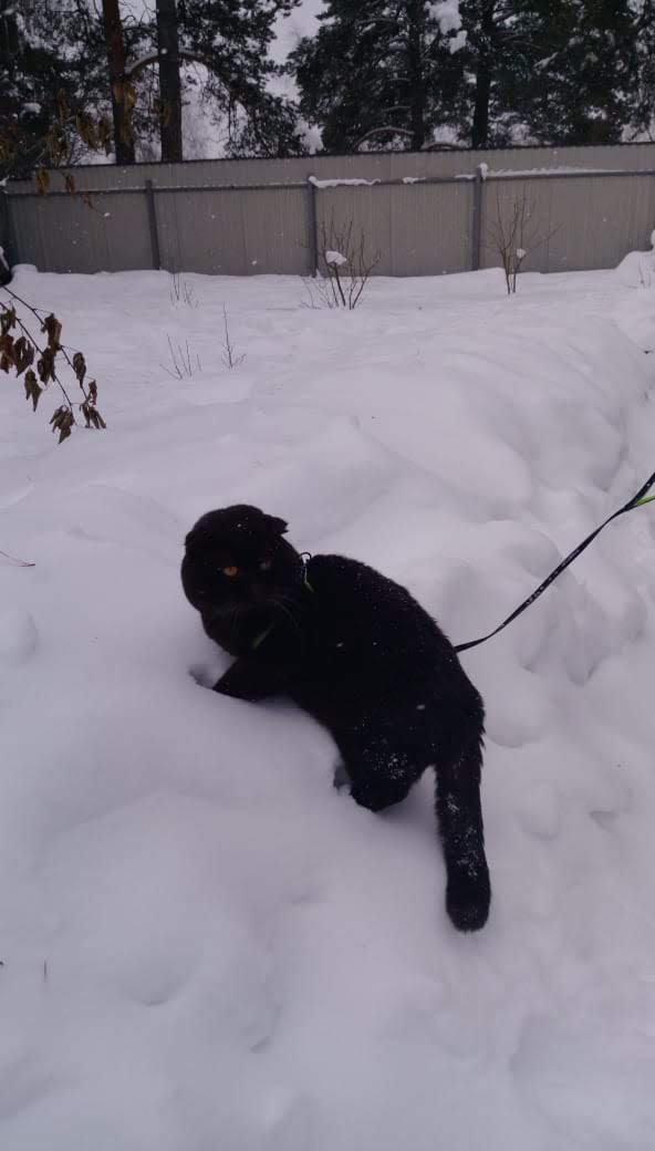 Зимние коты