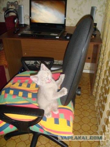 Котовторник  28.08.12