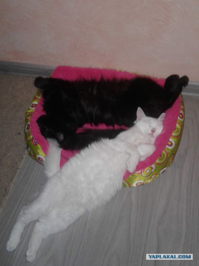 Тема про несчастного кота, в которой всем хорошим людям автор показывает сиськи!2