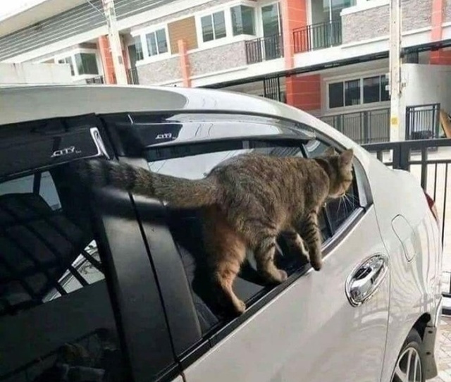 Картинки с надписями и коты, много котов