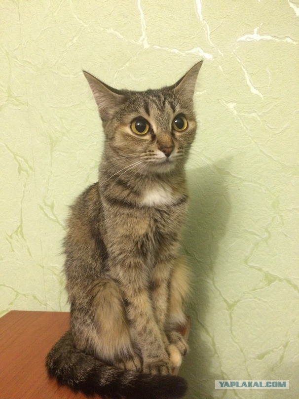 Котовторник 19.03.2019