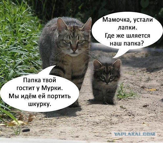 Почему изменяют жены