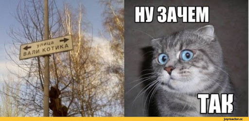 Картинки с котами и про котов