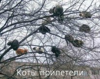В котовторник у меня кот породы собутыльник