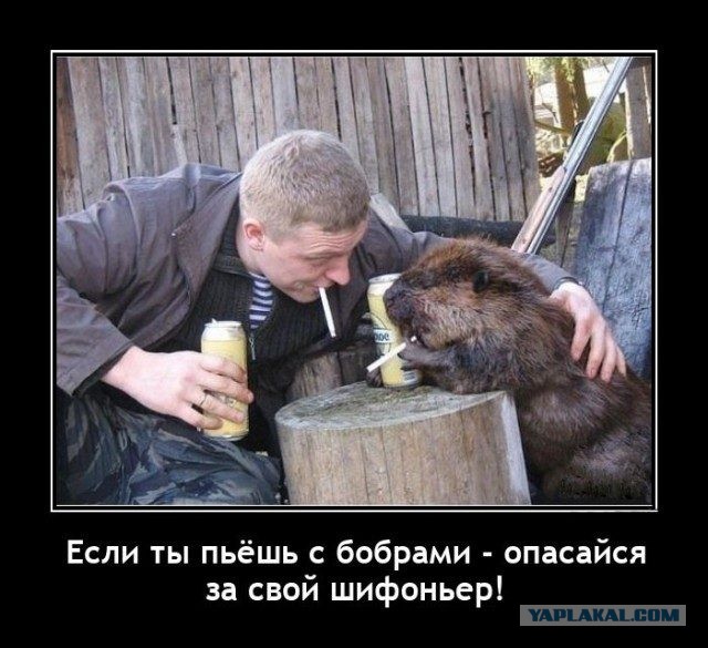 Бобёр, выдыхай!