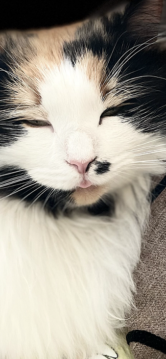 Котовторниковское