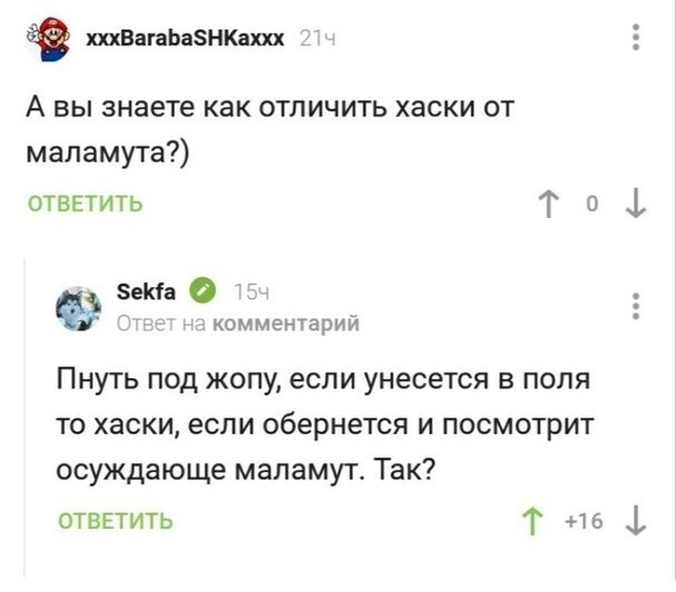 Весёлая прогулка с маламутом