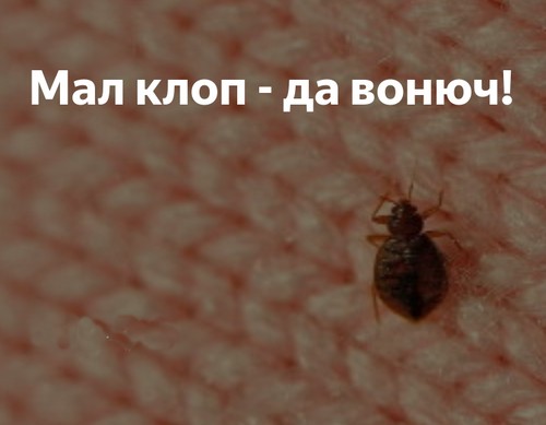 Пандемия. Коронавирус и съехавшие крыши. Россия и мир. Часть 34.
