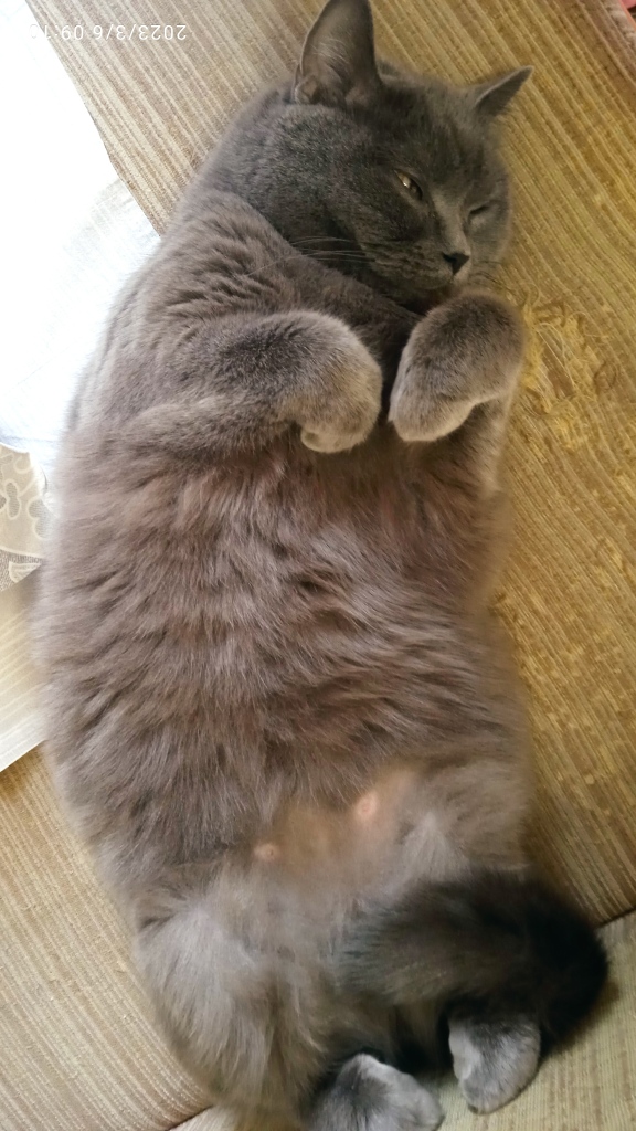 Котовторнику посвящается, подобрашка Маня