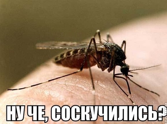 Исследование: комары любят кусать людей, пахнущих вонючим сыром и рвотными массами