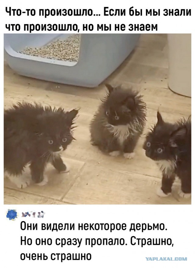 Они прилетели?