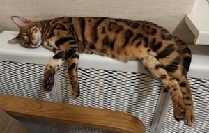 Откуда у котов курдюк и зачем он нужен?