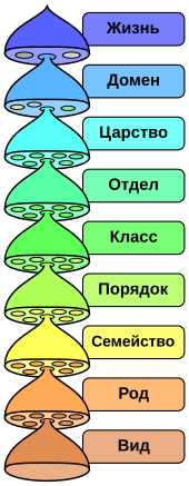 Нуштош 08.08.2024