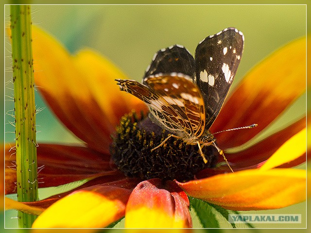 Немного летнего макро