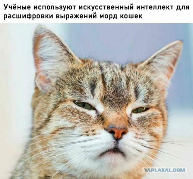 К котовторнику: подборка картинок-баянов с котиками и про котиков. Выпуск 12