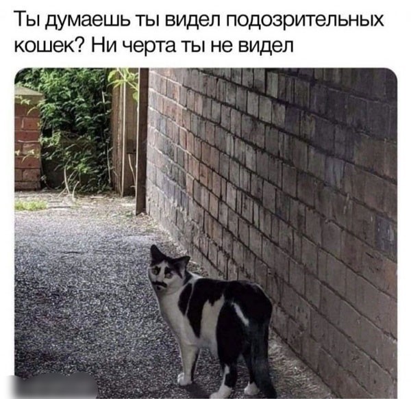 Картинки для деградации 281 (разной степени свежести)